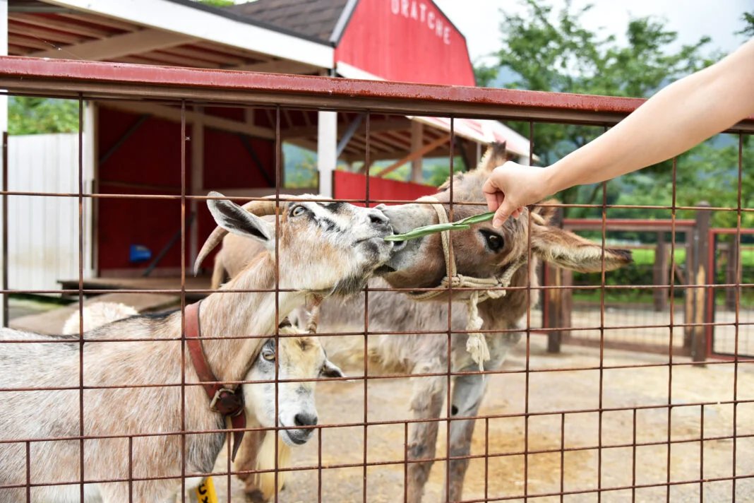 🐄 낙농왕국 오라체